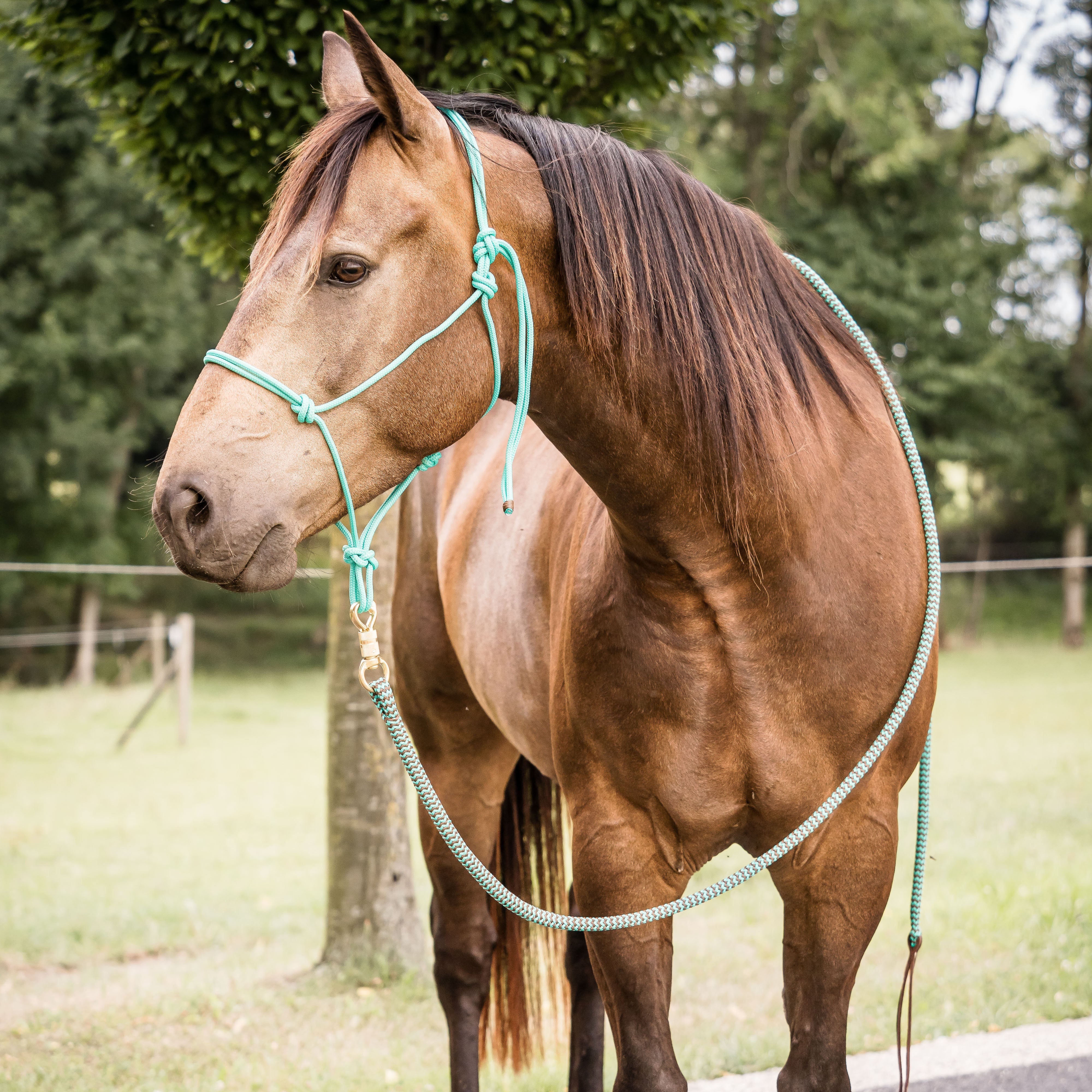 Bodenarbeitsseil mit Karabiner