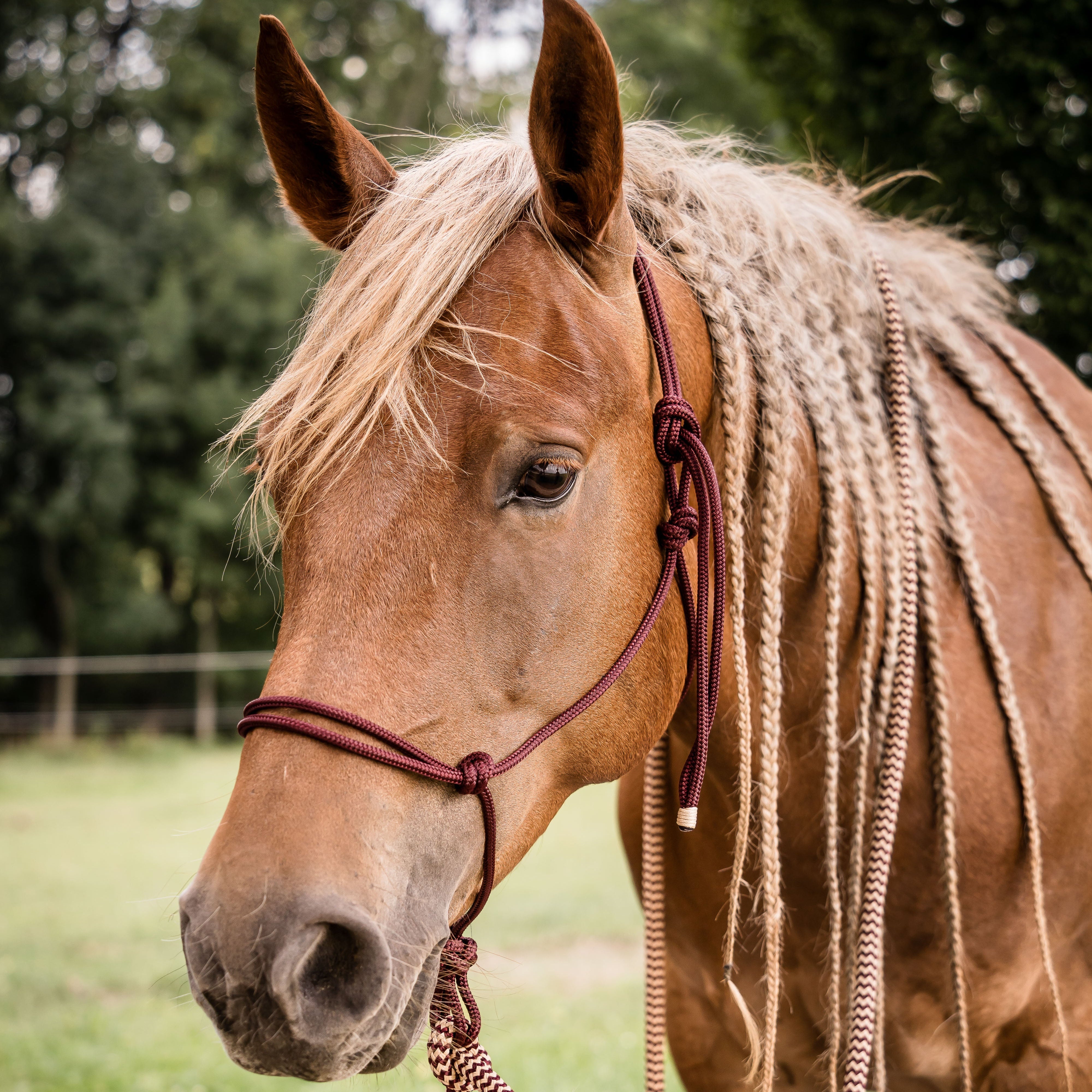 Basic Knotenhalfter Standartgröße